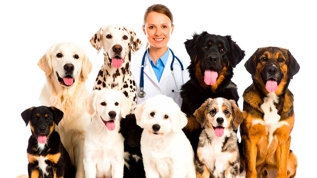 quiz-vacunas-mascotas