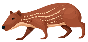 Cotuza salvadoreña